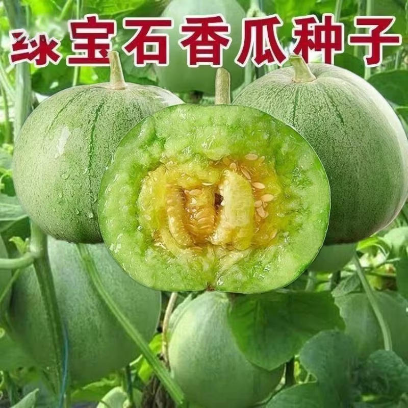 绿宝石甜瓜种子苗超甜薄皮正品香瓜种籽绿皮四季阳台蔬菜水果种