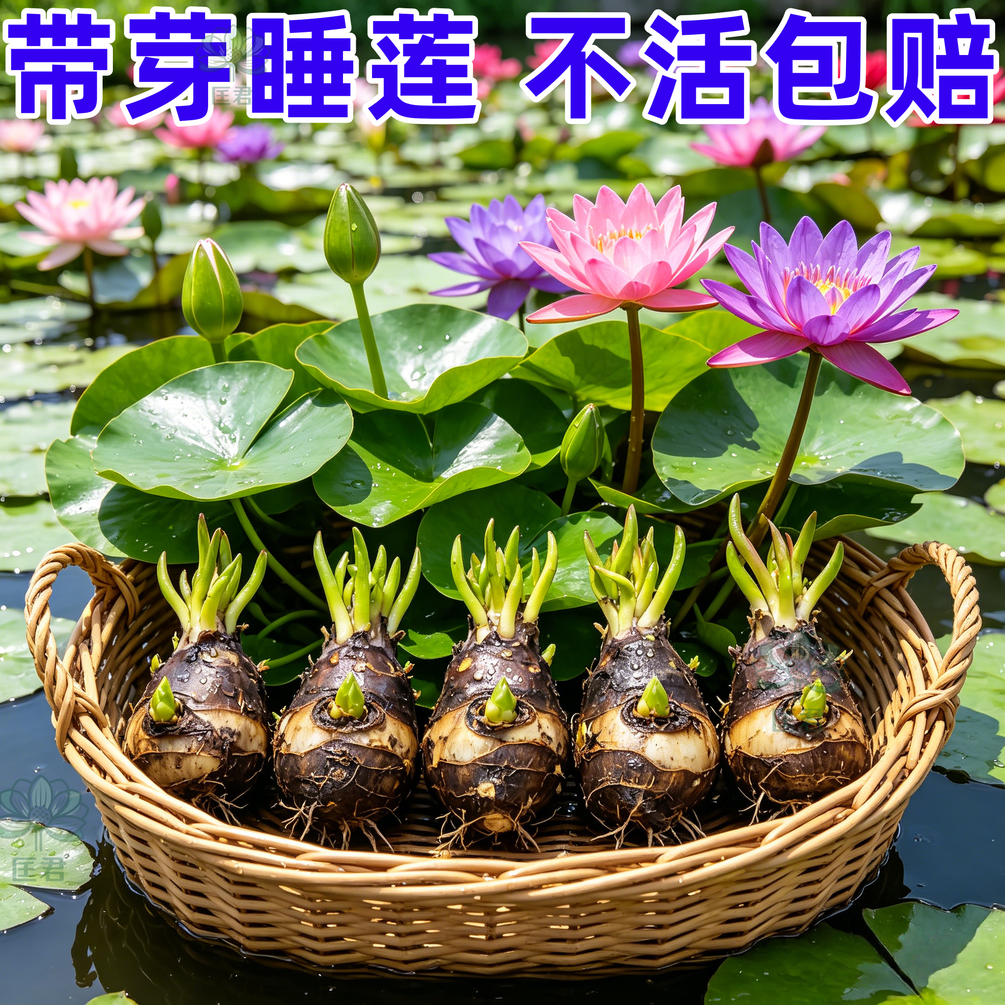 耐寒水培睡莲花苗带苞四季开