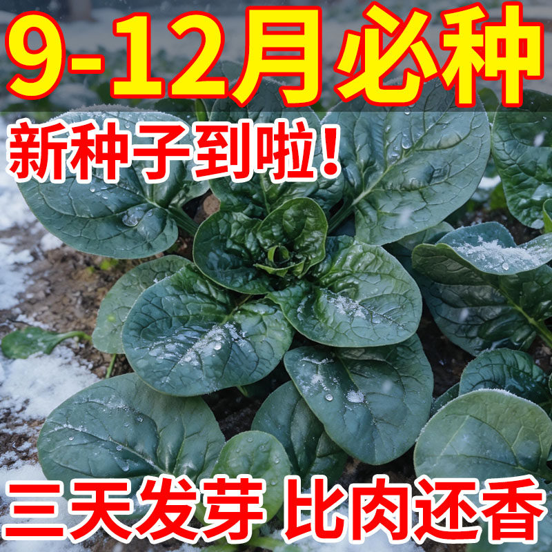 耐寒趴地菠菜种子老品种塌地菠春秋冬季耐热菜种红根菠菜易种蔬菜
