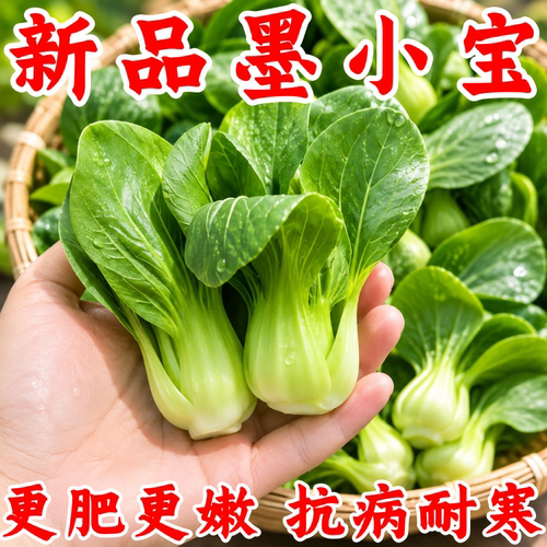 墨小宝F1耐寒秋冬播青菜种子