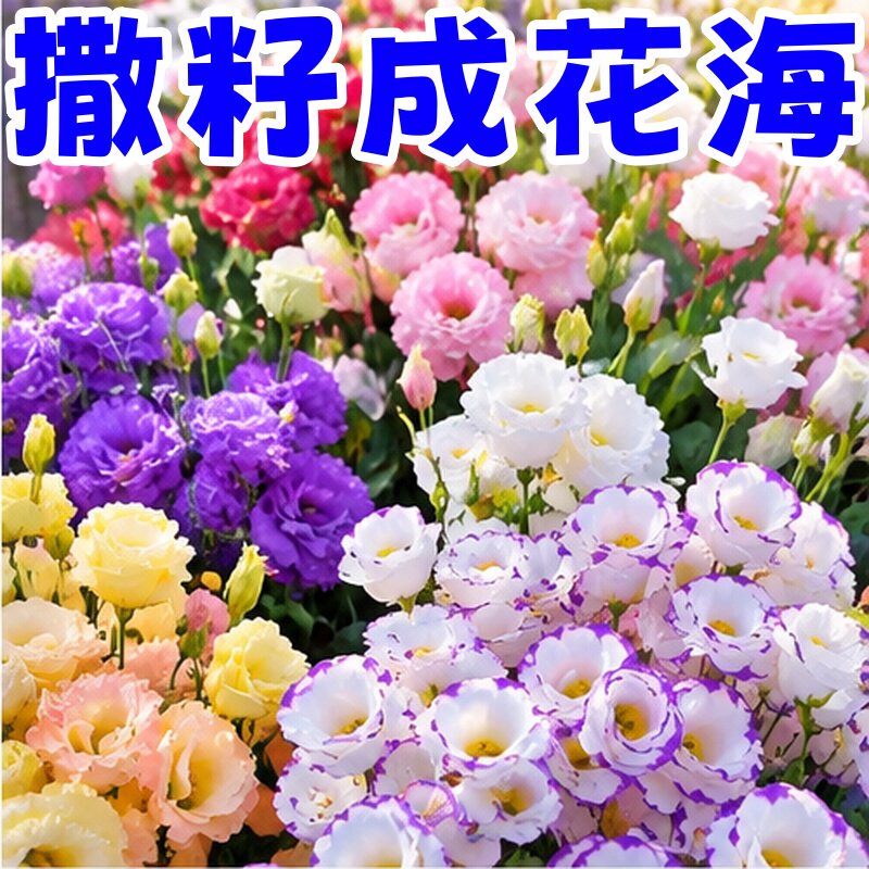 洋桔梗花种子花苗四季易种盆栽