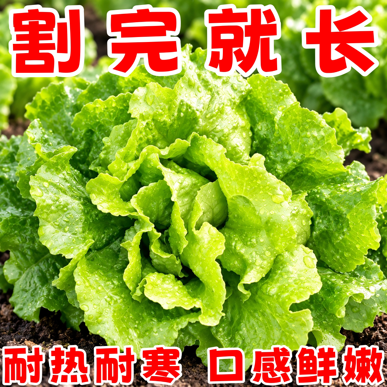 四季播生菜种子阳台庭院盆栽