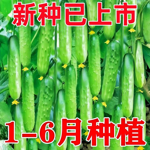 摘不败节节有瓜小黄瓜种子高产