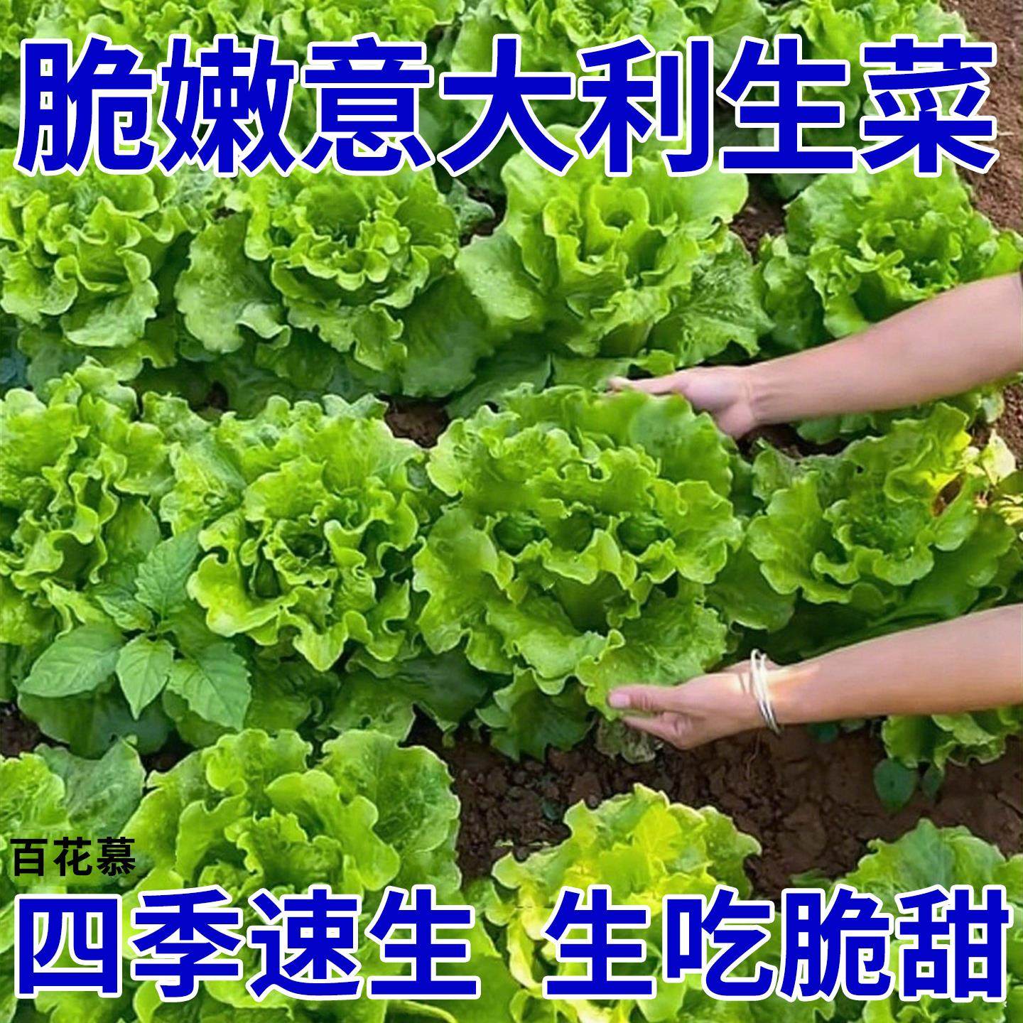 【玻璃生菜种子】四季种植易成活甜脆沙拉菜大速生菜阳台盆栽蔬菜,鲜花速递/花卉仿真/绿植园艺,红掌/凤梨/温室花卉,淘宝优惠券,粉丝福利购,淘宝优惠卷