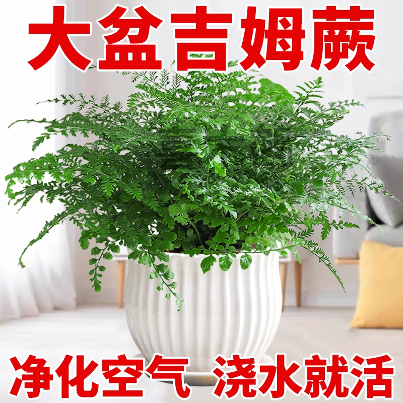 大盆吉姆蕨盆栽蕨类绿植物室内办公桌四季耐旱耐阴好养活净化空气