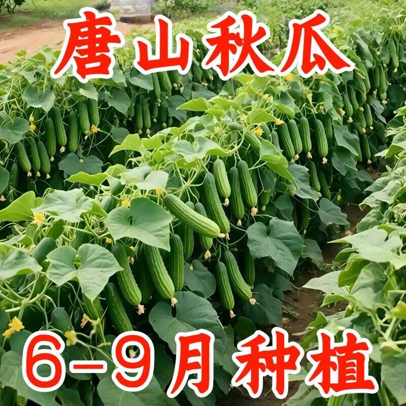 唐山秋瓜种子旱黄瓜种子可生吃高产易种耐热春秋播种水果黄瓜种子