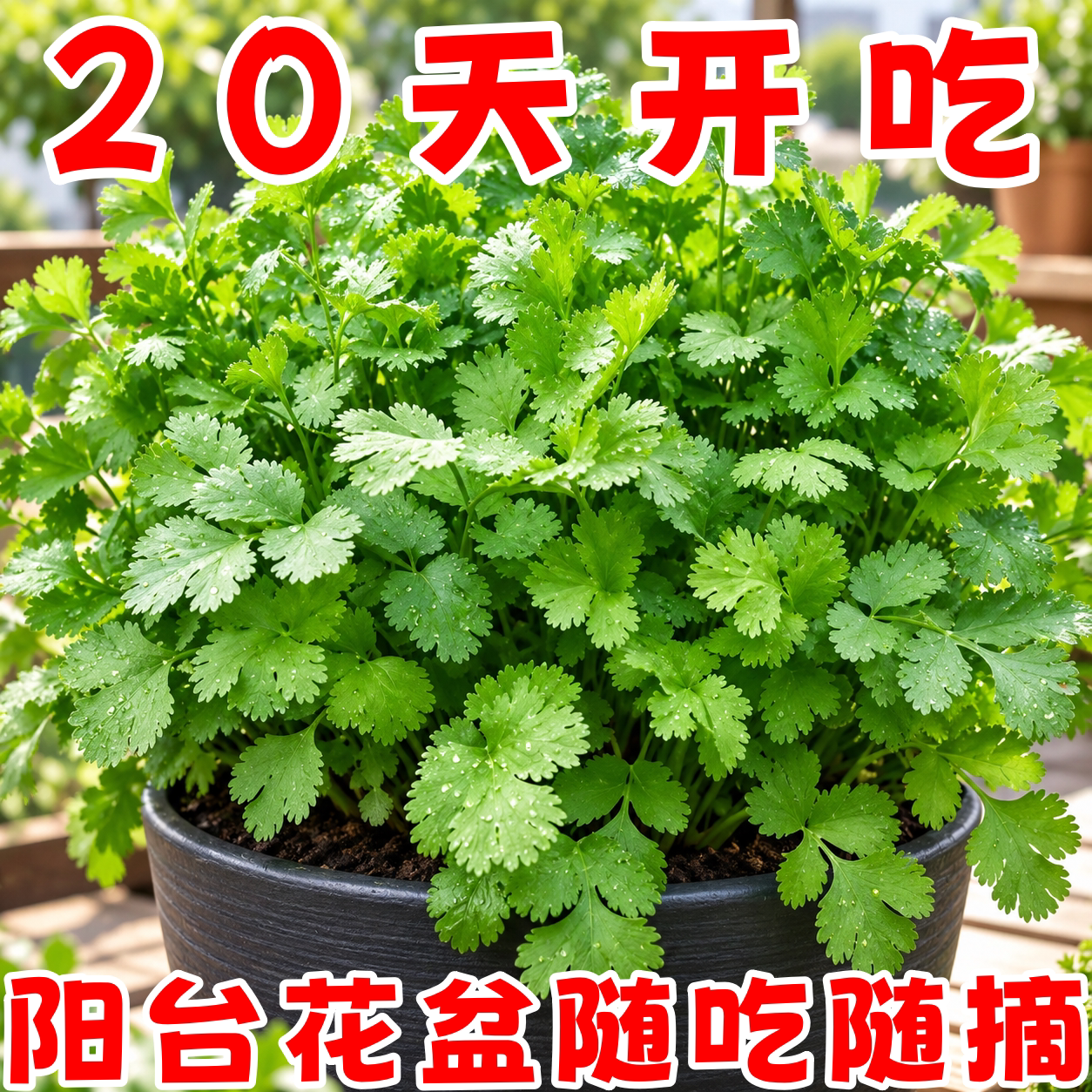 山东速生小叶香菜种子四季播