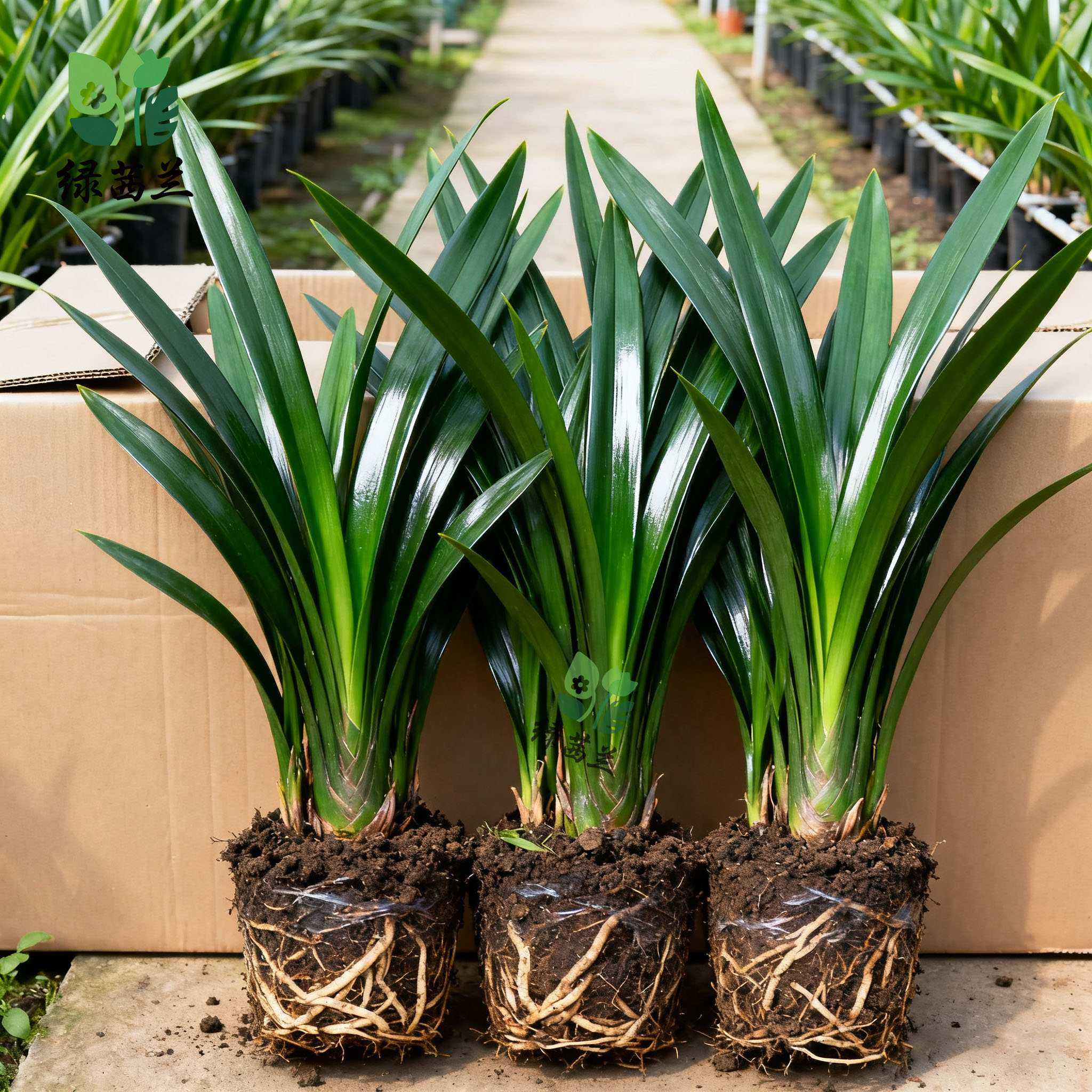 【带花剑】特级兰花苗精品大花卉盆栽室内浓香企黑贺岁兰四季好养