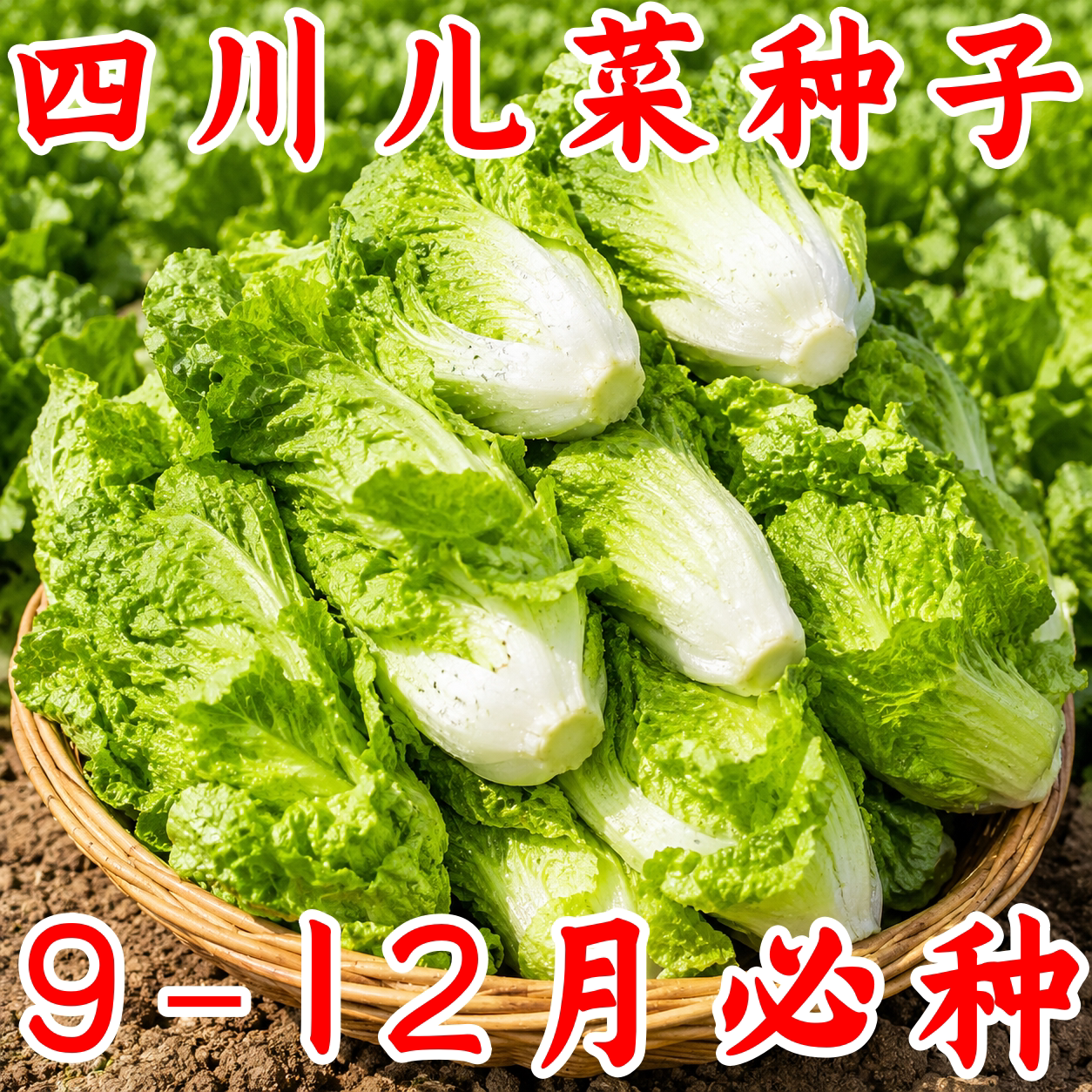 重庆儿菜抱子芥种子秋季播