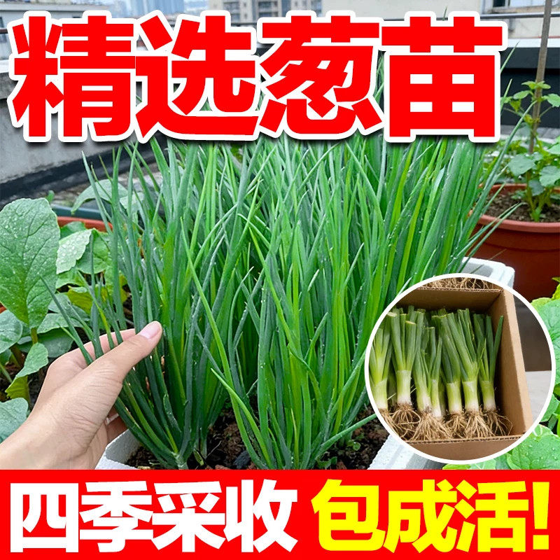 四季小香葱苗抗寒耐热阳台分葱