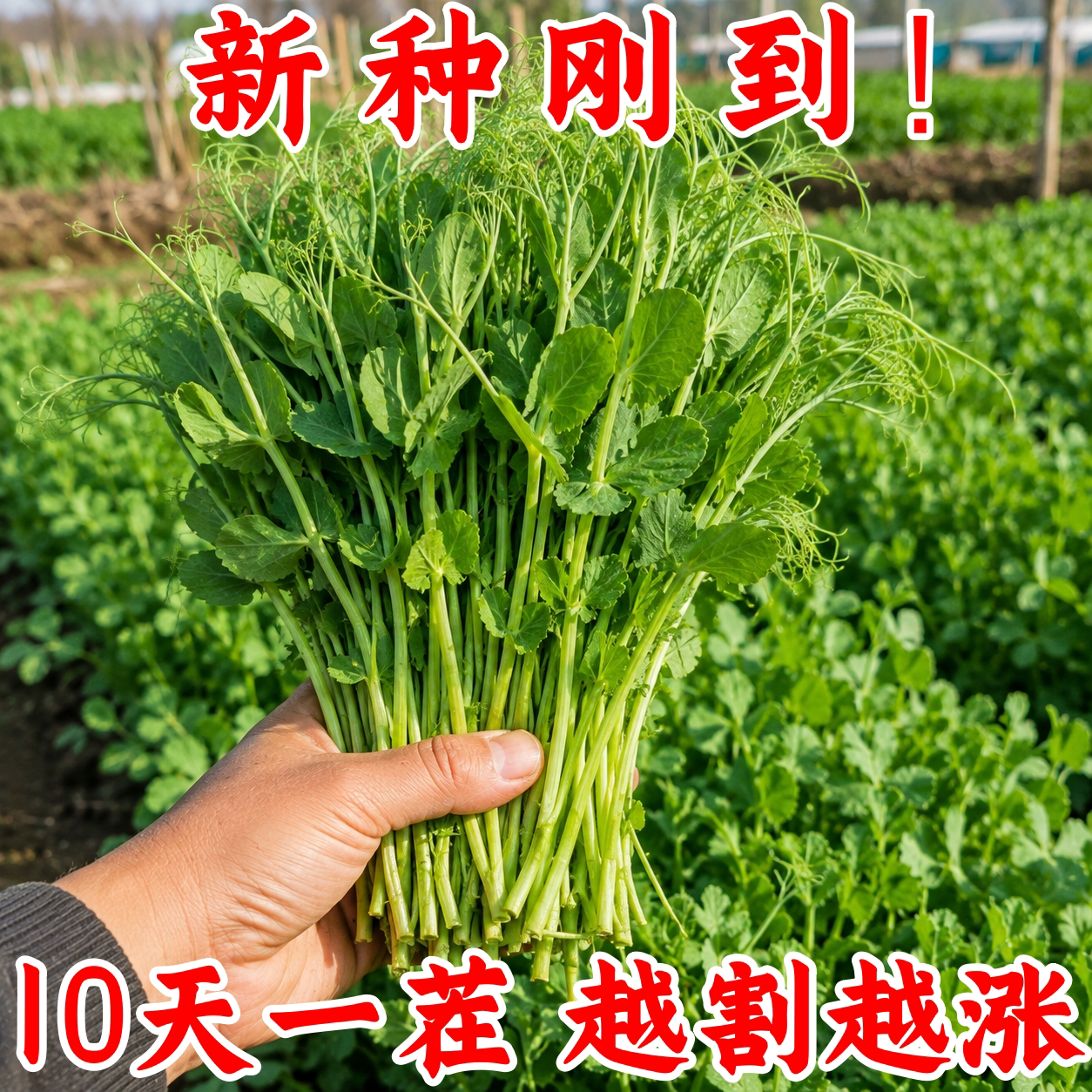 四季播甜豌豆苗种子发芽快易活