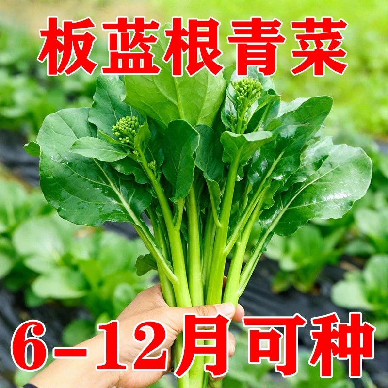 板蓝根青菜种子高产脆嫩四季播