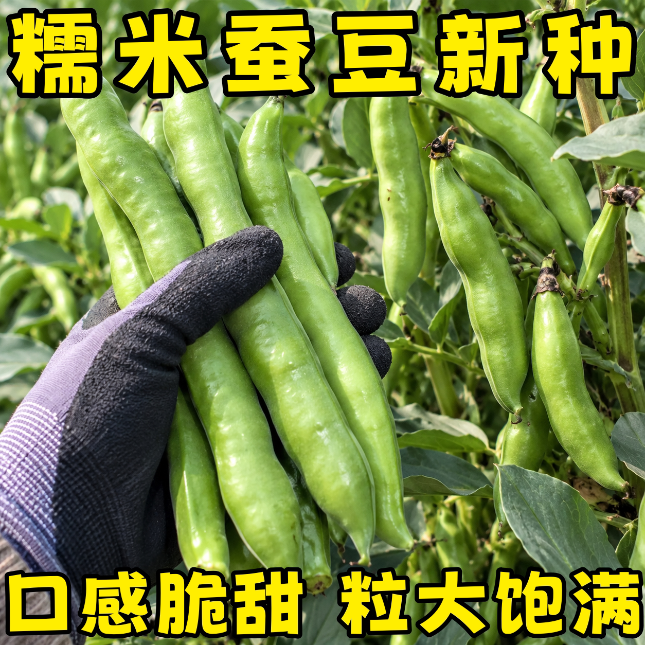 秋冬播七星特大罗汉豆种子耐寒