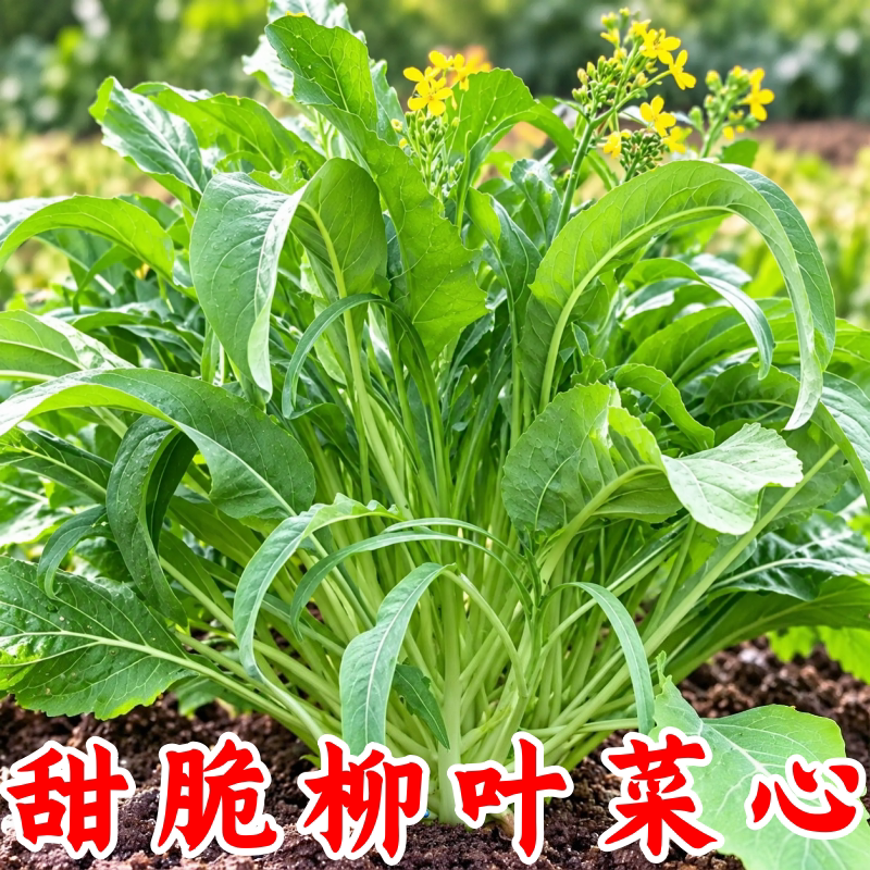 柳叶甜菜心种子四季播阳台易种