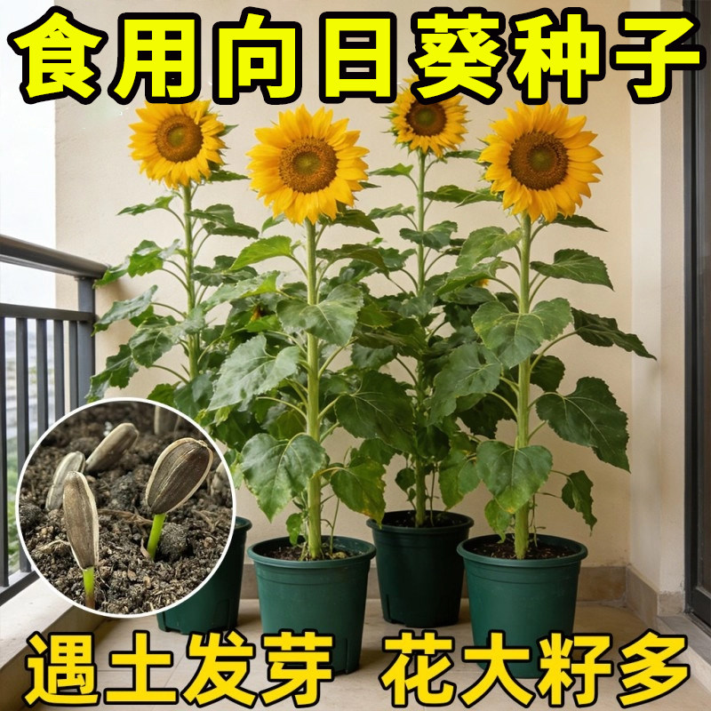 大粒食用向日葵种子 春夏四季播大瓜籽 盆栽蔬菜葵花籽高产耐旱孑