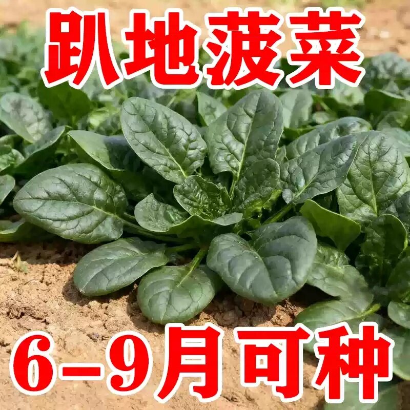 南北可种四季耐寒菠菜种子