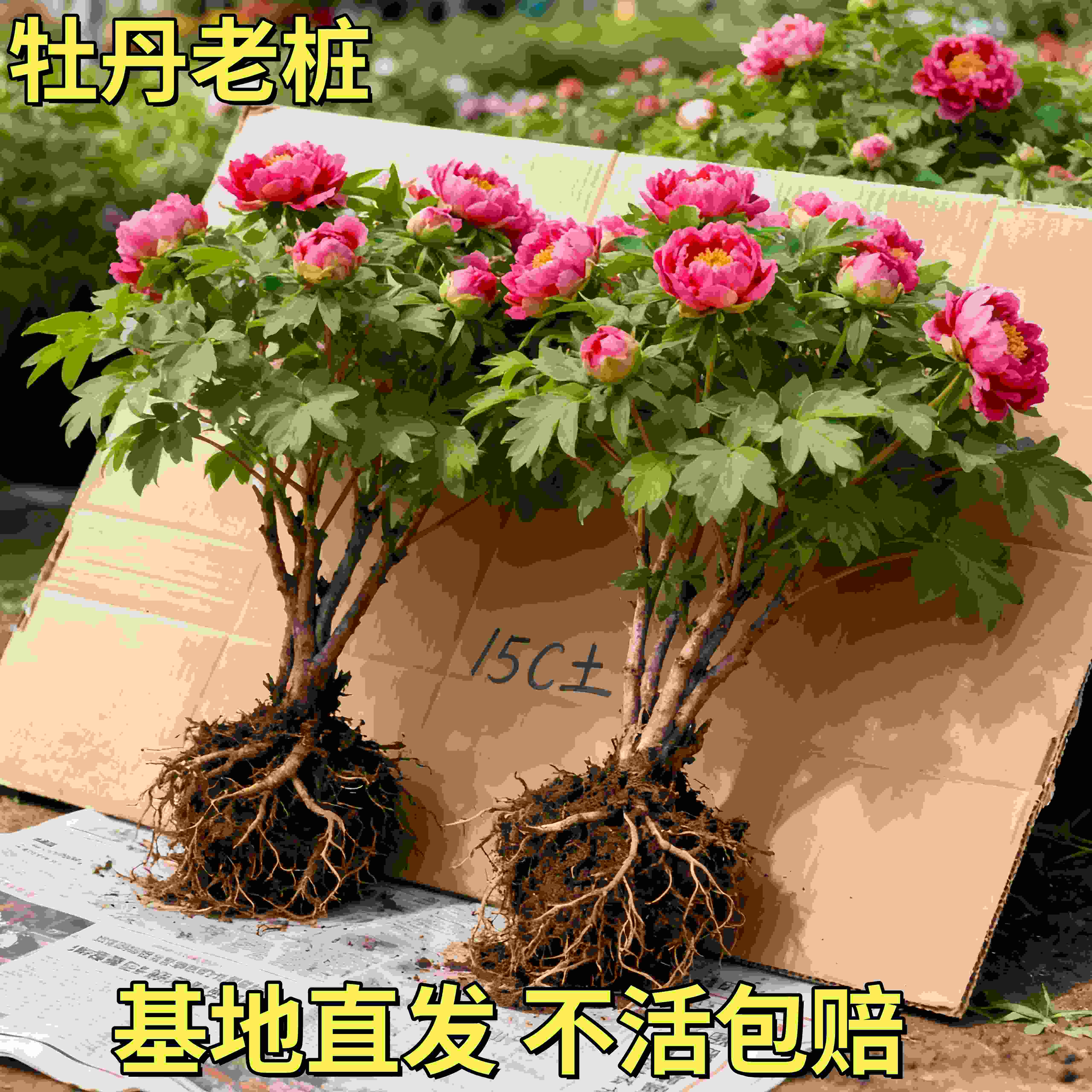 洛阳正宗牡丹老桩盆栽大苗重瓣