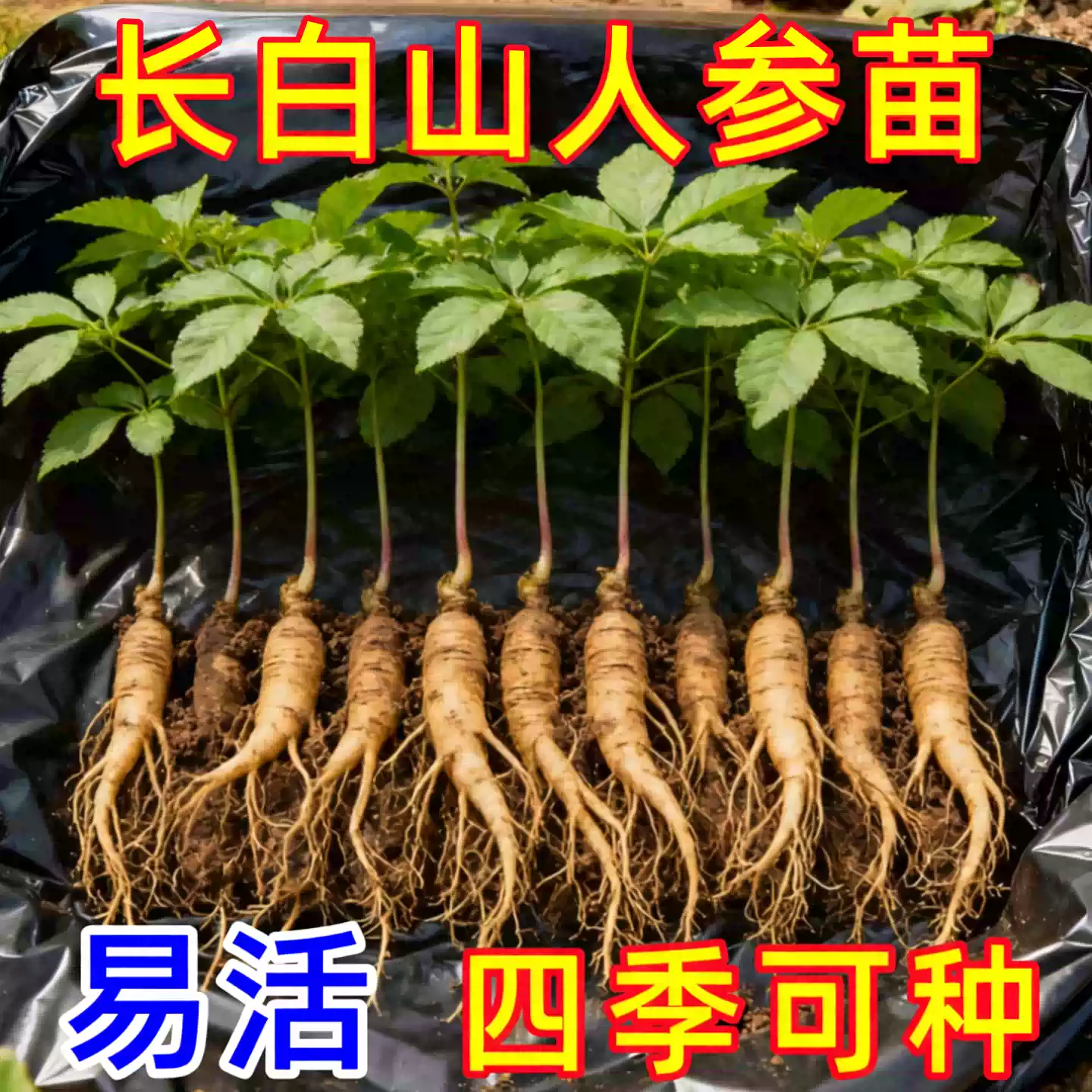 长白山人参活苗盆栽带土易活
