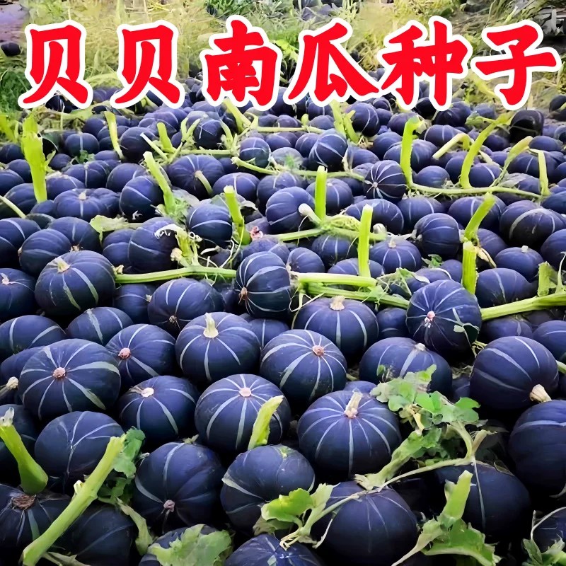 绿贝贝南瓜种子板栗味高产易种