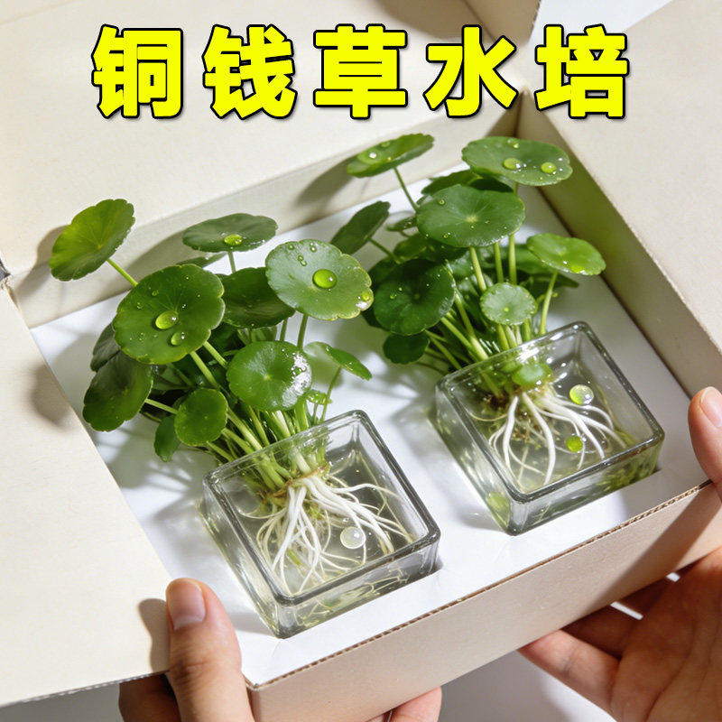 大叶铜钱草水培桌面绿植易养