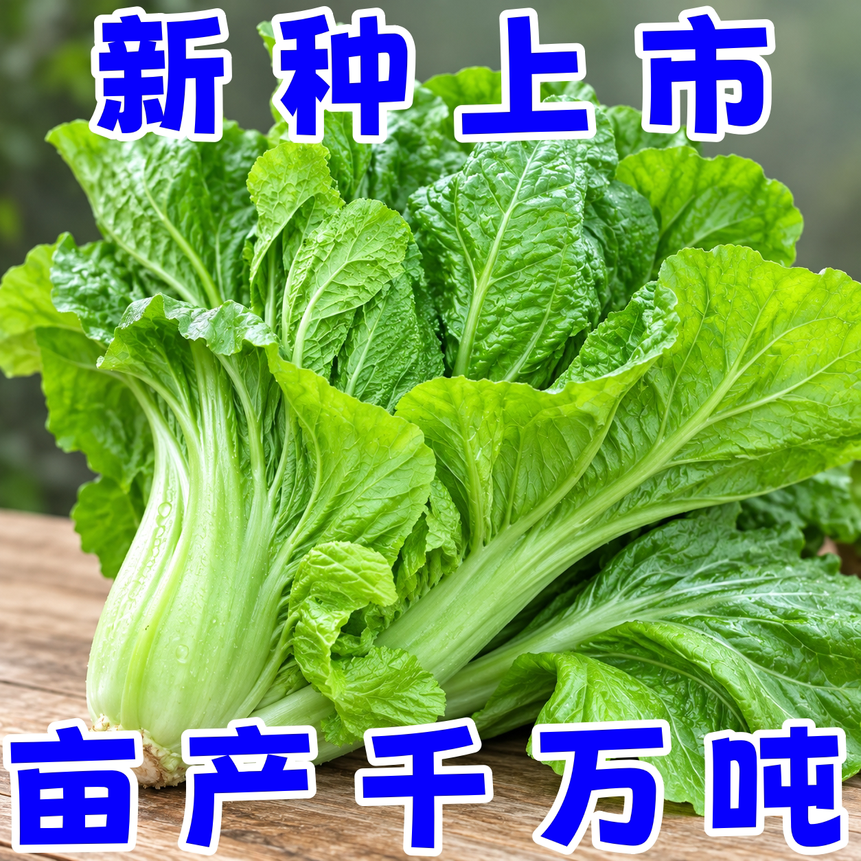 四季阳台盆栽甜芥菜种子