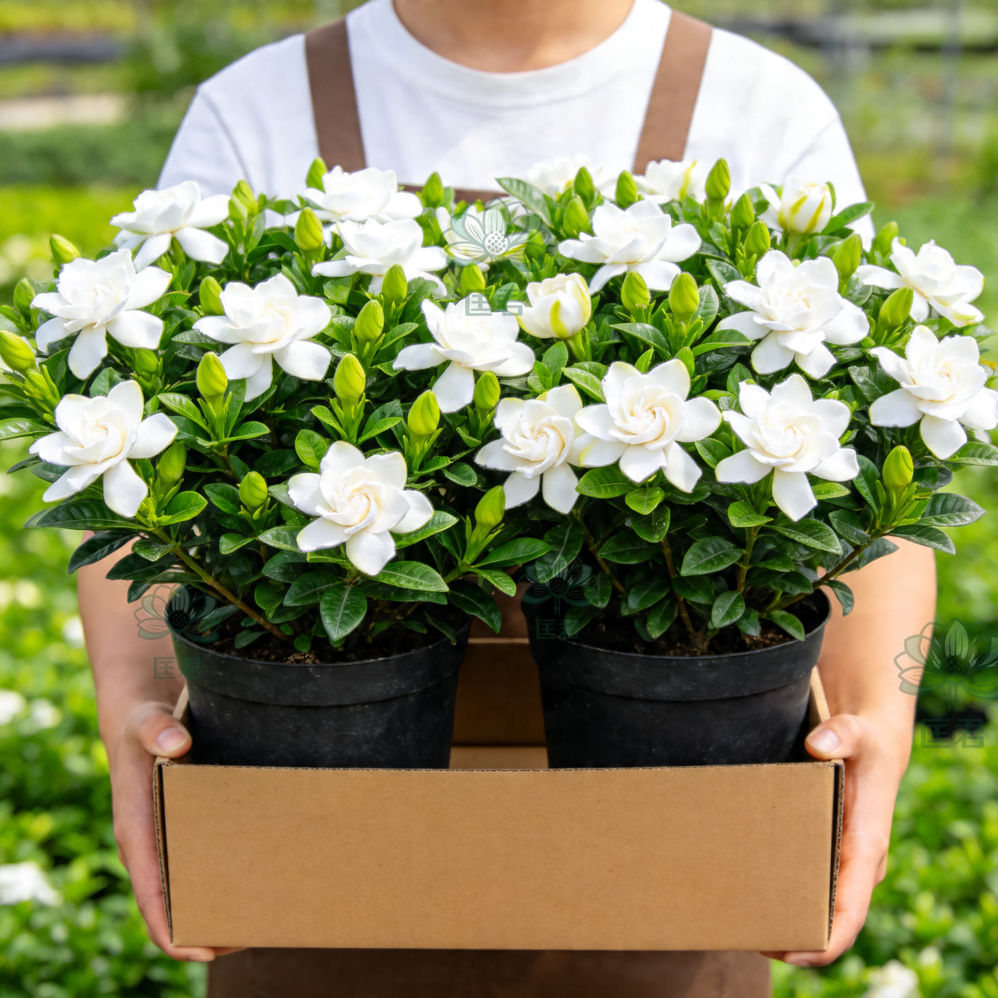 特级栀子花重瓣浓香四季开花