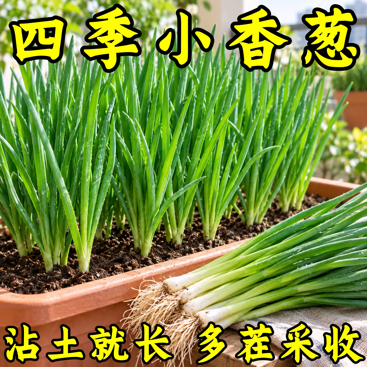 四季阳台耐寒小香葱种子