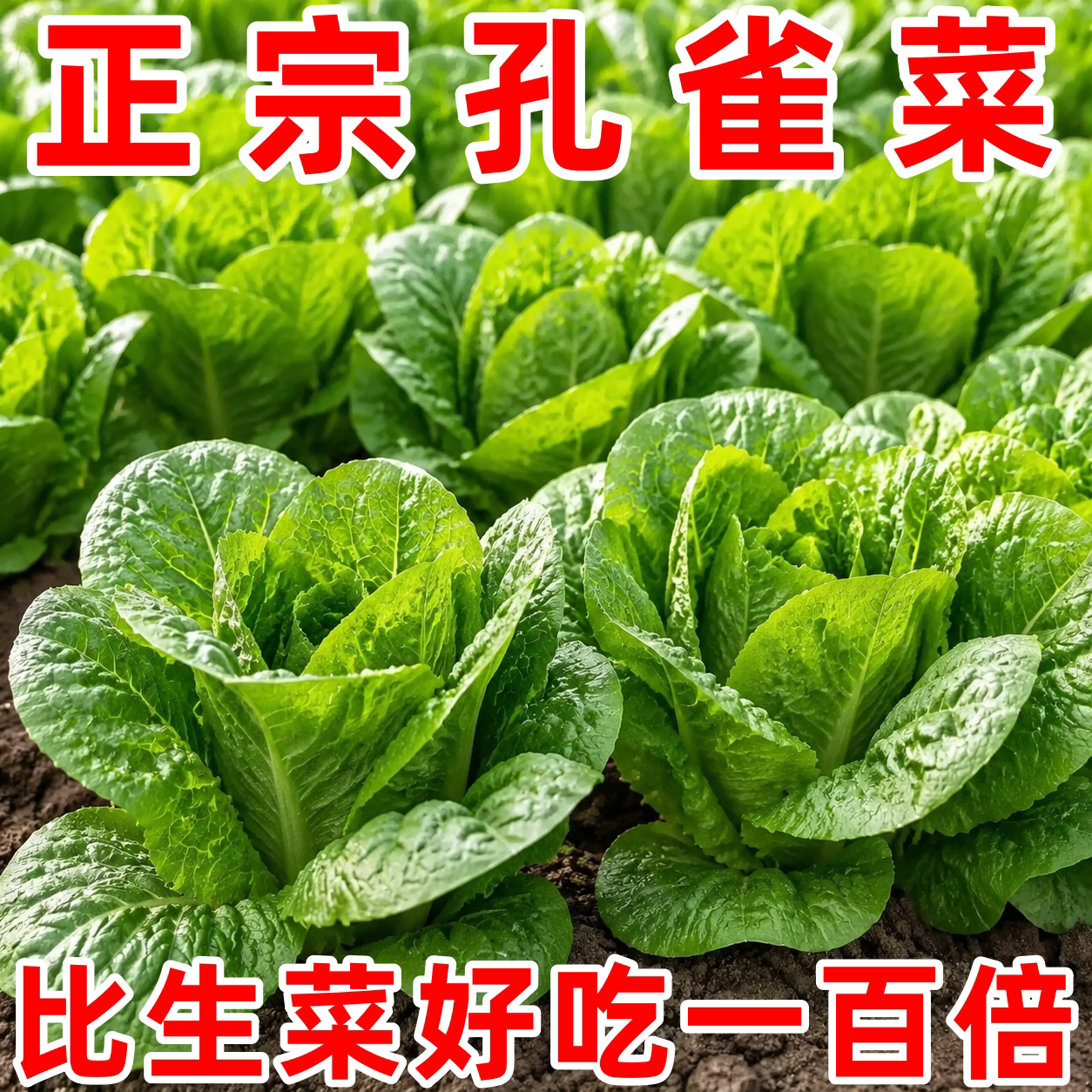 汉斯孔雀菜种子高产抗病四季盆栽