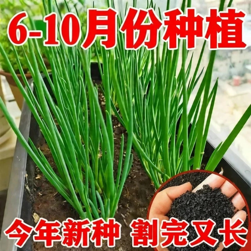 四季阳台耐寒小香葱种子