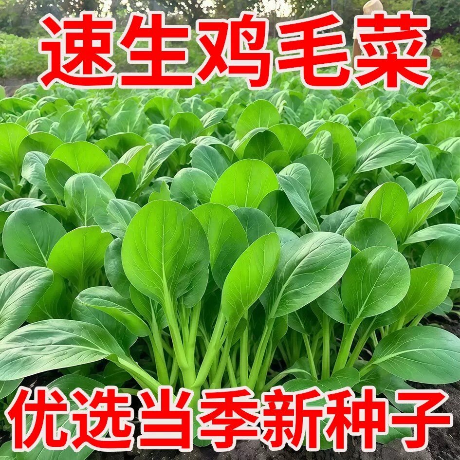 四季速生小白菜种子阳台盆栽