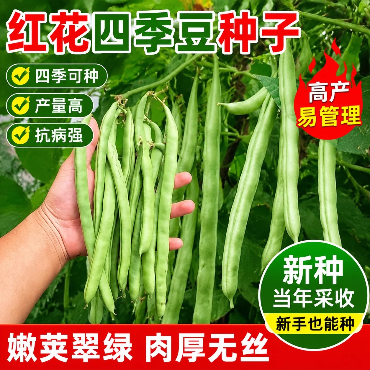 早熟45天软糯无筋四季豆