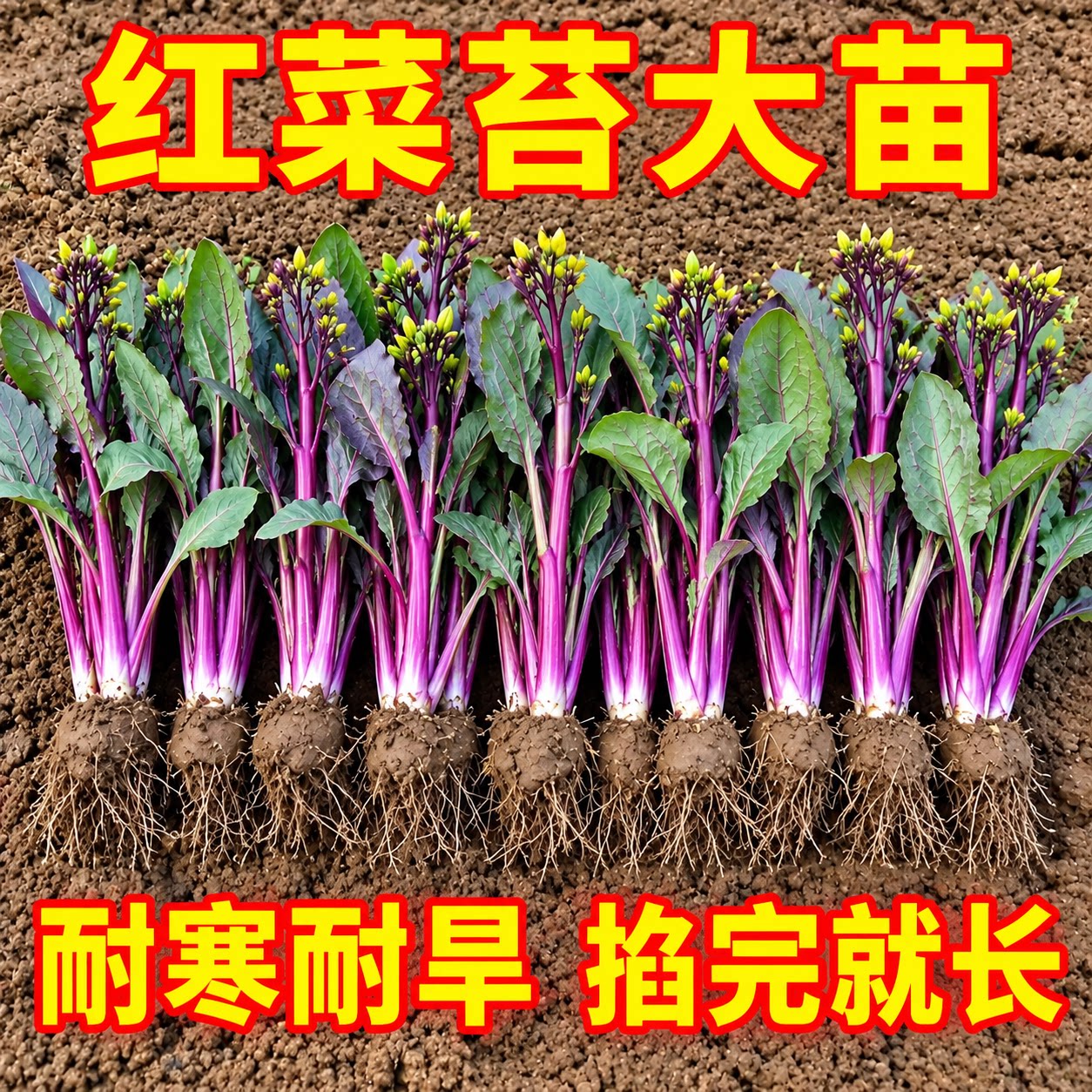 湖北红菜苔苗秋冬播武汉洪山菜苔