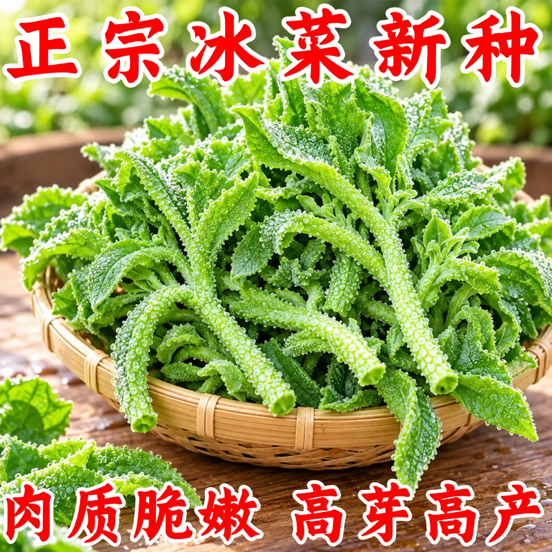 正品新鲜冰菜种子四季可种高钙