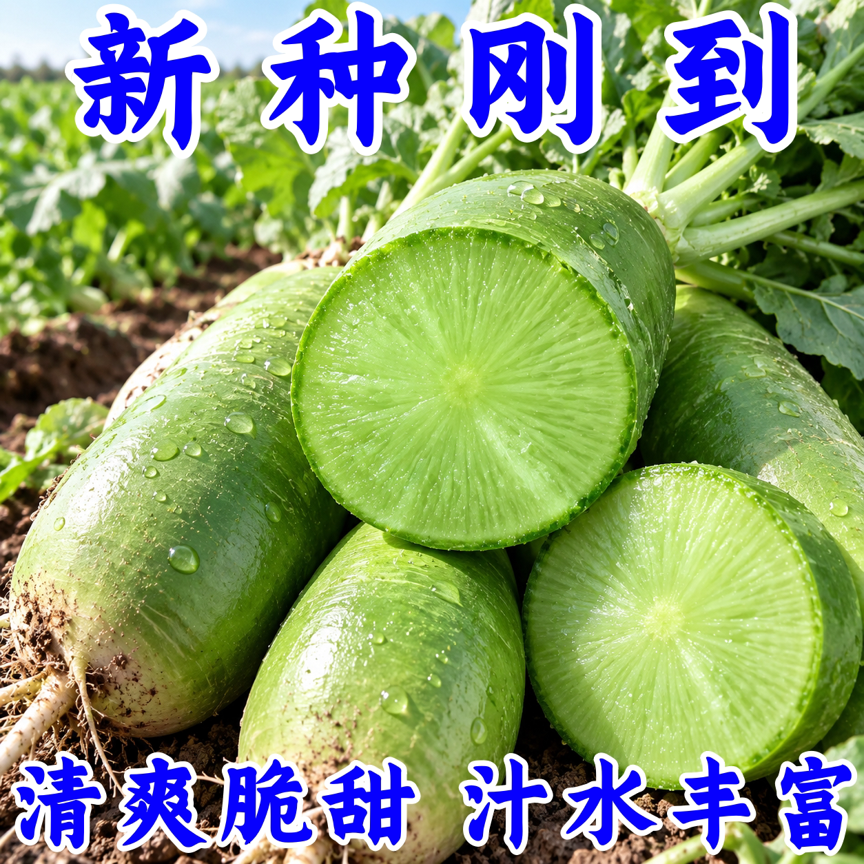 正宗潍坊沙窝冰糖心萝卜种子甜脆