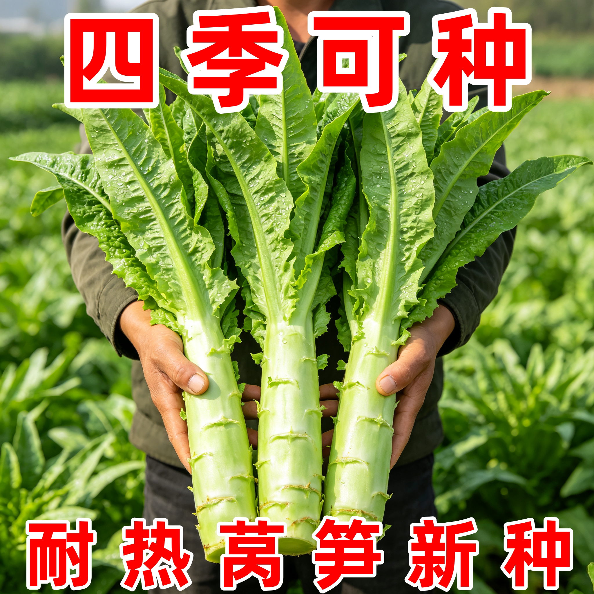 莴笋种子耐热抗高温四季可播