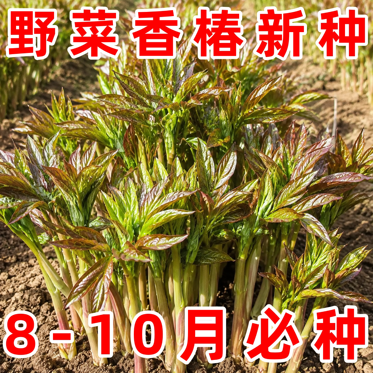 红油香椿种子四季秋播阳台可种