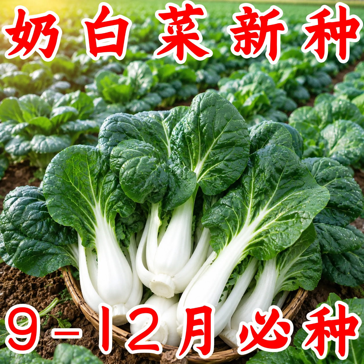 黑油白菜种子四季播秋冬播