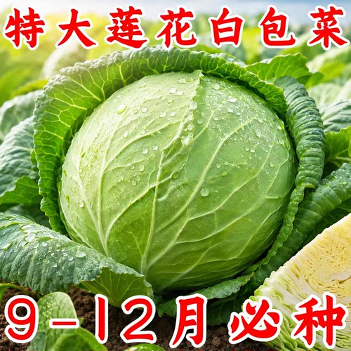 四川薄皮莲花白甘蓝种子特大