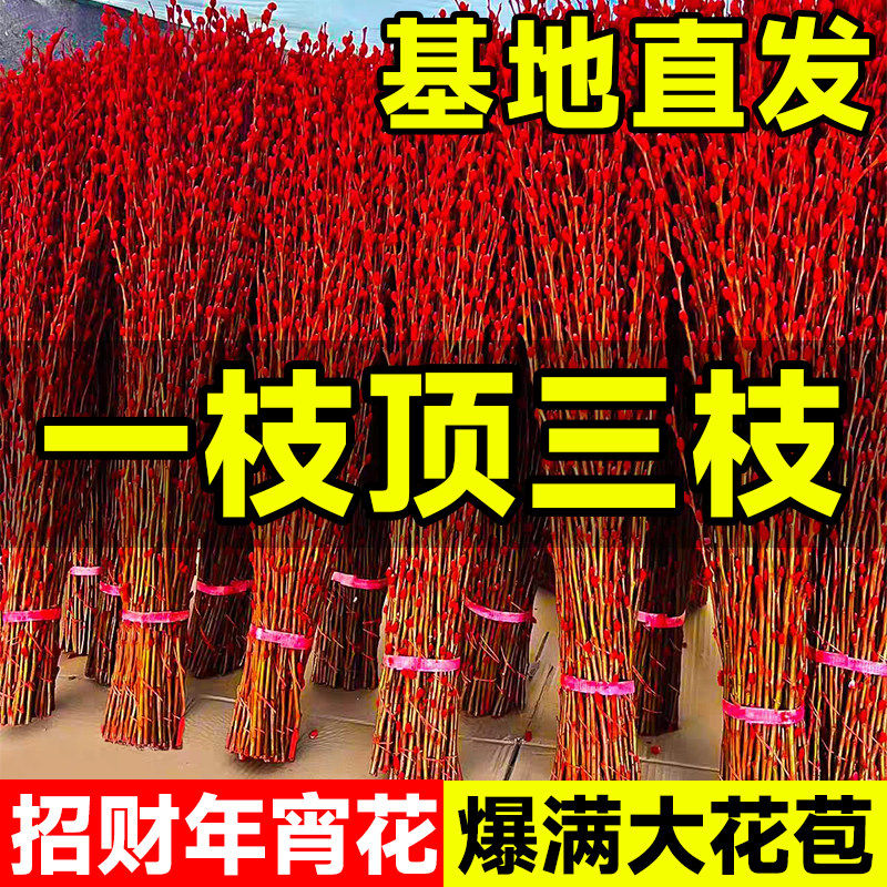 银柳真花鲜枝年宵花卉七多彩红色银柳干花柳枝水养1.5米招财1米2,鲜花速递/花卉仿真/绿植园艺,花材,淘宝优惠券,粉丝福利购,淘宝优惠卷