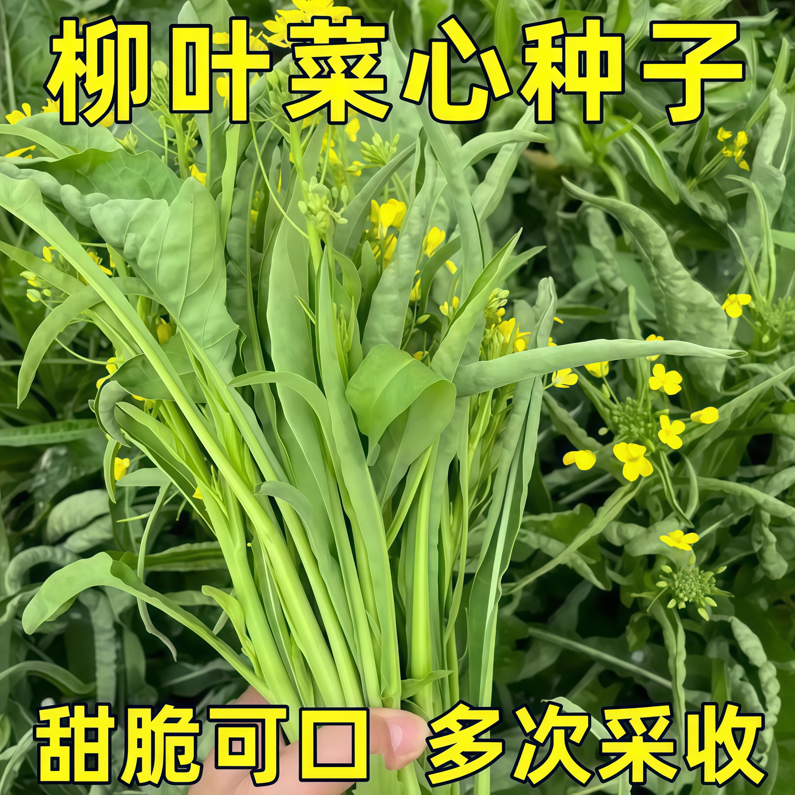 桂林甜脆柳叶菜心种子耐热耐寒