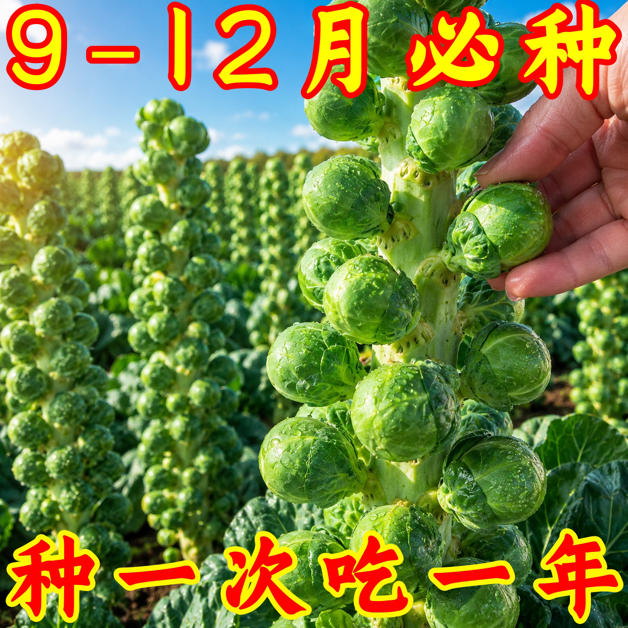 抱子甘蓝种子四季可播小包菜
