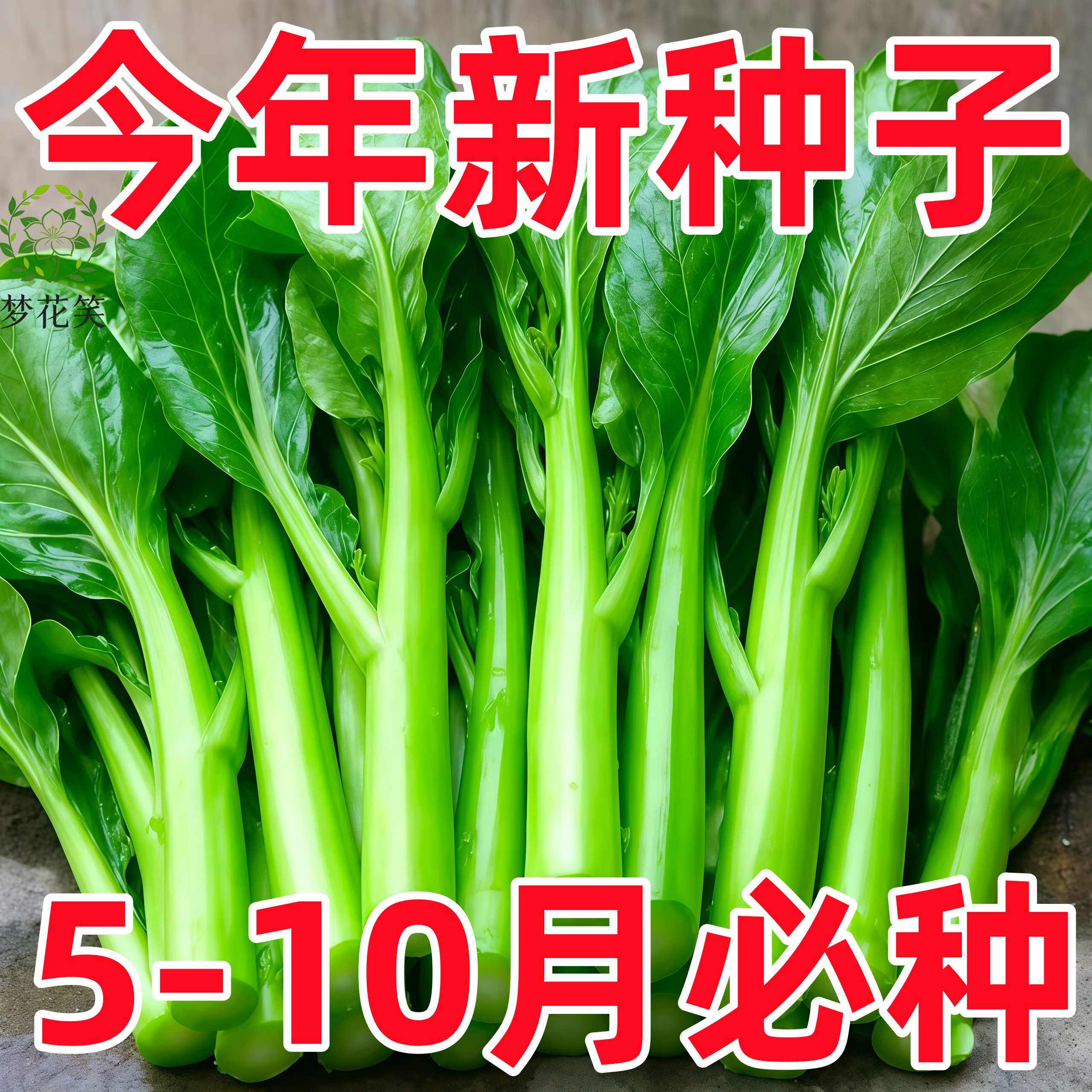 四季播耐湿抗热快菜心种子