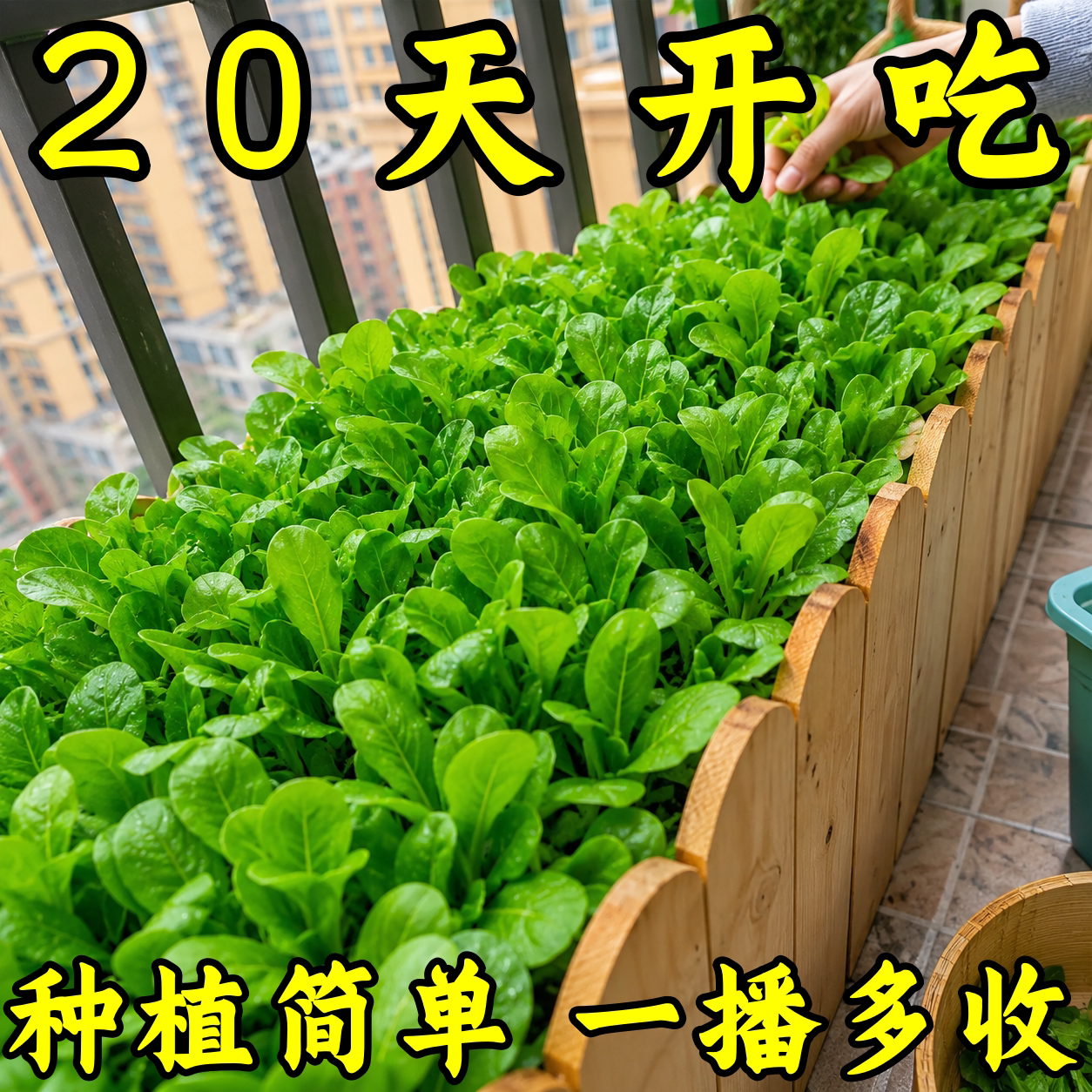 正宗四季小白菜种子上海青