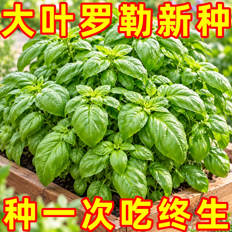 原装九层塔罗勒种子可食用驱虫
