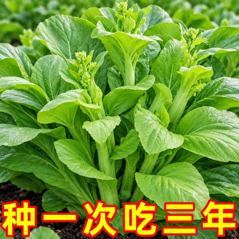 高产脆嫩白菜苔种子夏播阳台