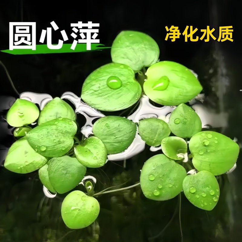 圆心萍浮萍水草植物鱼缸造景水培净化水质鱼虾龟缸漂浮水草,鲜花速递/花卉仿真/绿植园艺,红掌/凤梨/温室花卉,淘宝优惠券,粉丝福利购,淘宝优惠卷
