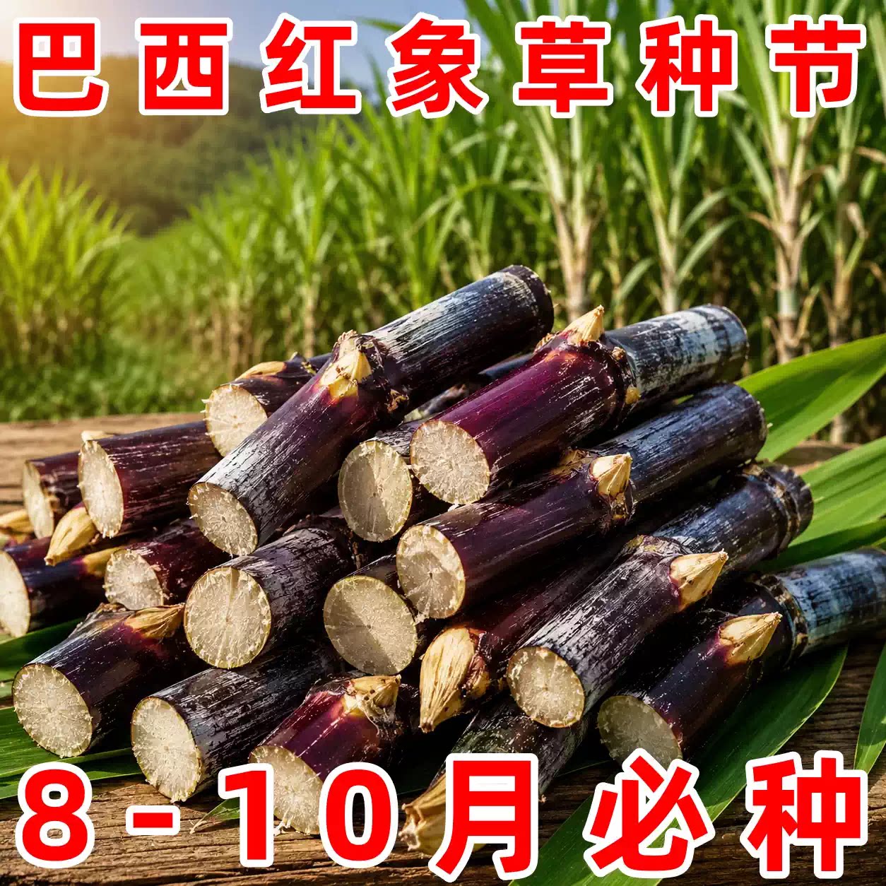 甜象草3号耐寒多年生牧草种节
