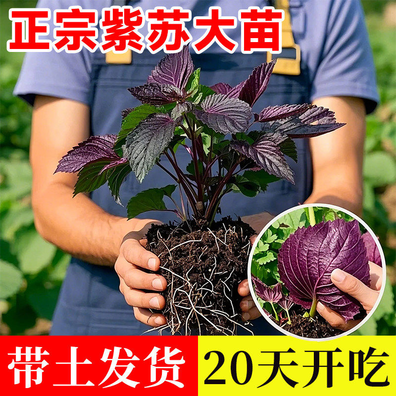 紫苏苗双面老品种带土好养盆栽