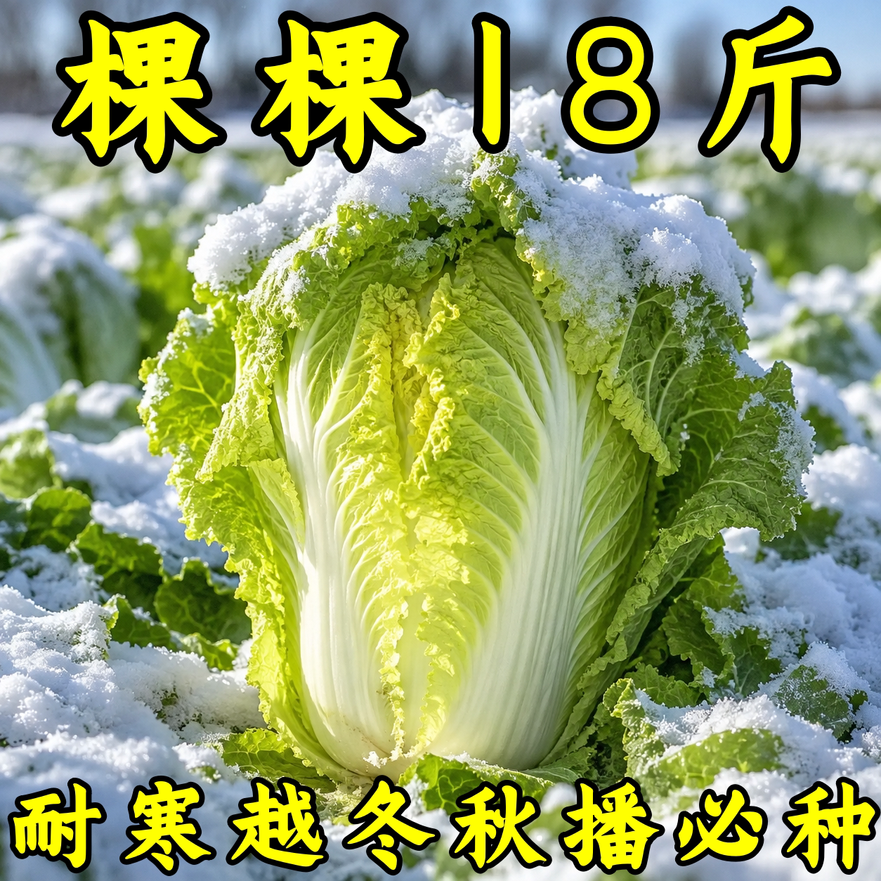 东北秋播越冬大白菜种子高产抗病