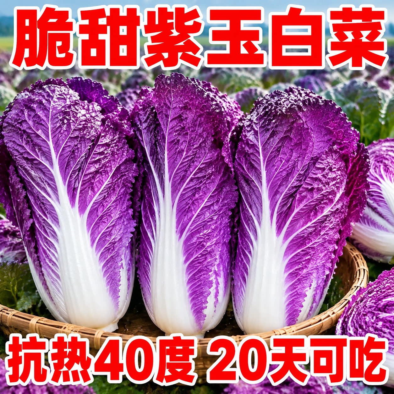 稀有紫玉白菜种子秋季播